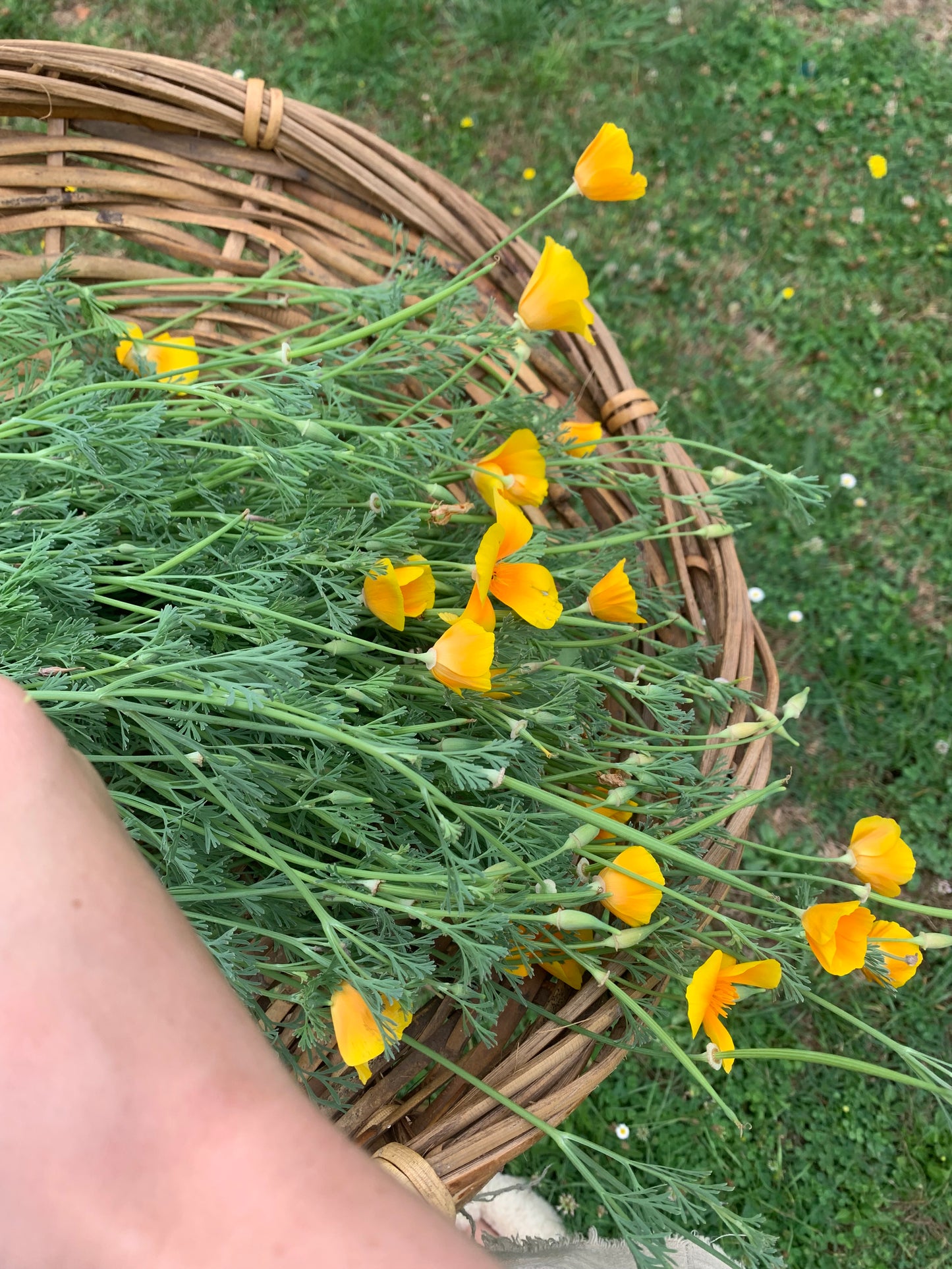 californian poppy tincture