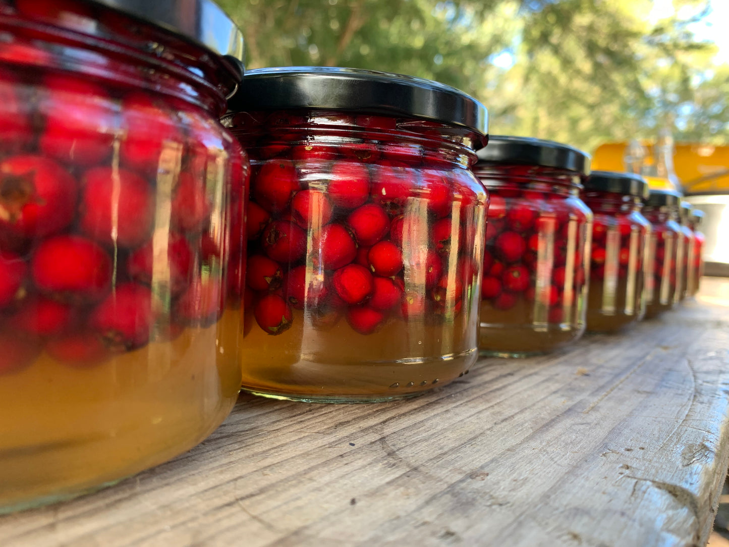 hawthorn berry elixir