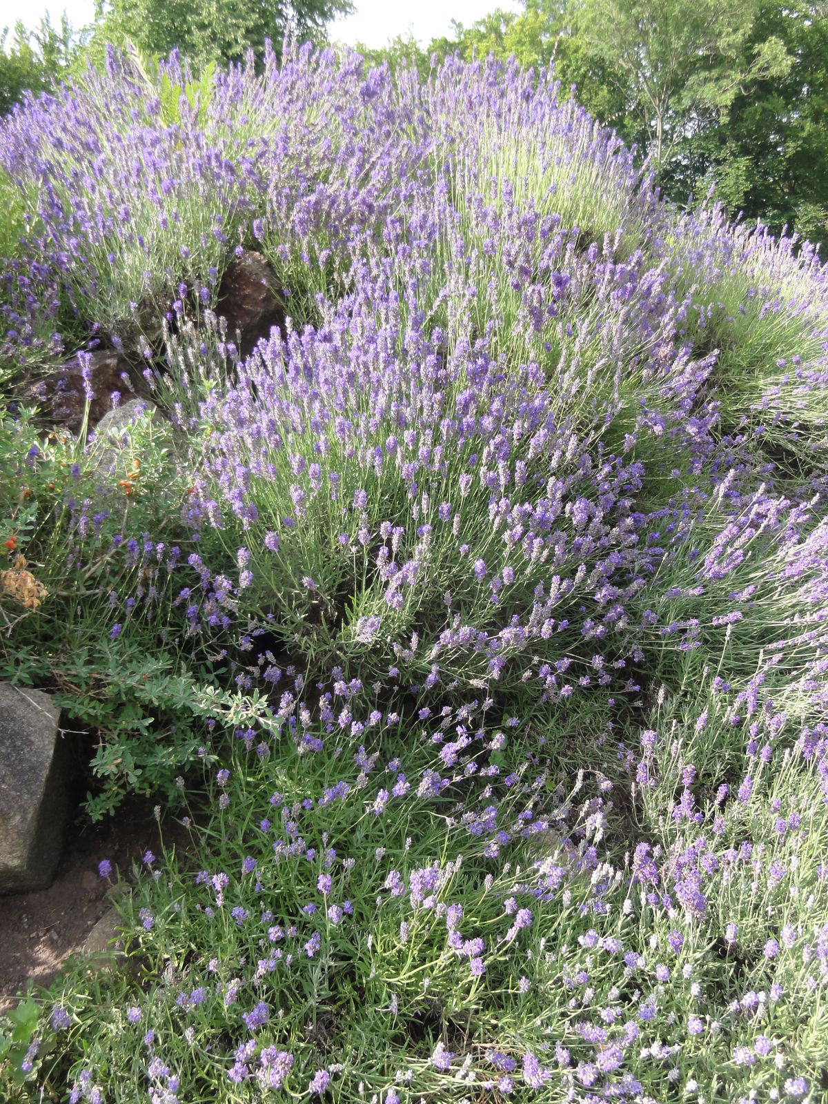 lavender hydrosol