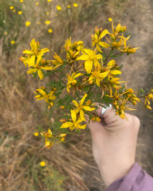 st. john’s wort tincture