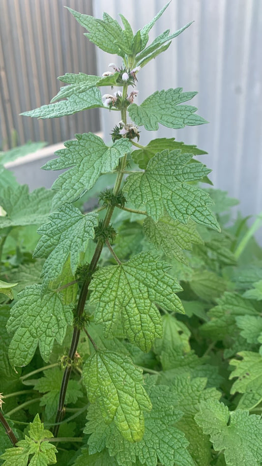 menstrual and postpartum care blend