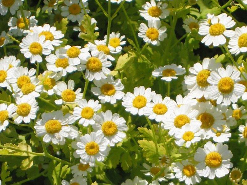 feverfew tincture