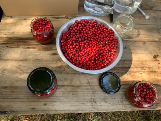 hawthorn berry elixir