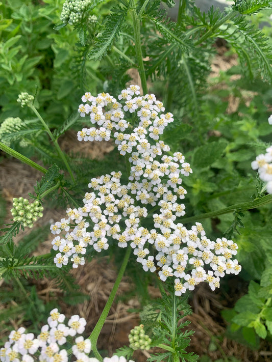 Yarrow Tincture