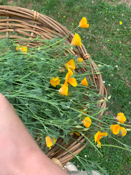 californian poppy tincture