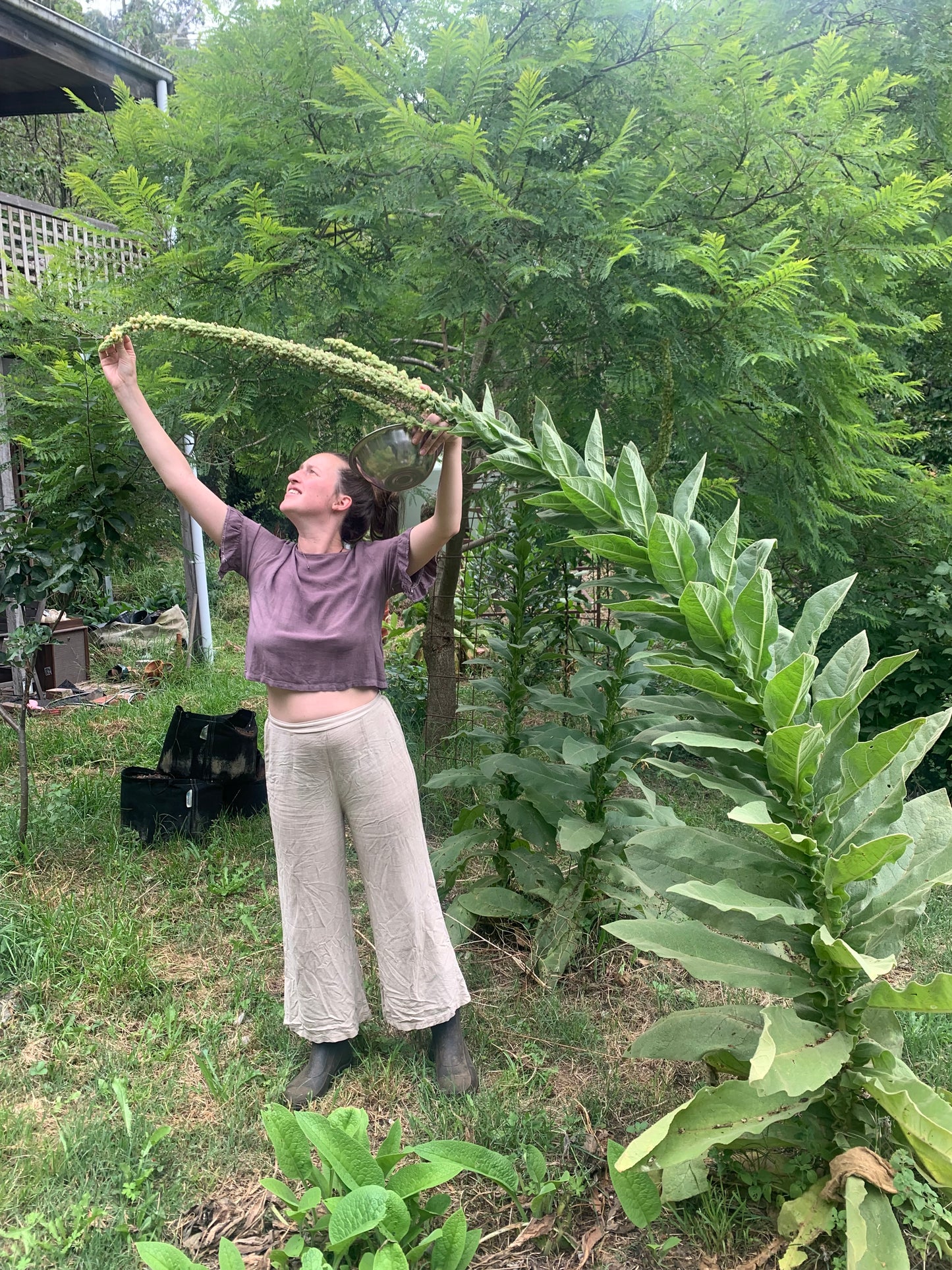 respira tincture blend