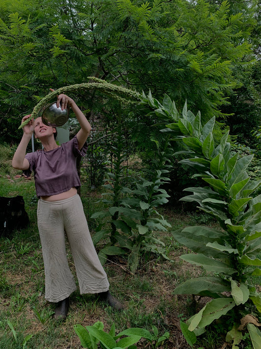 ginger and mullein elixir