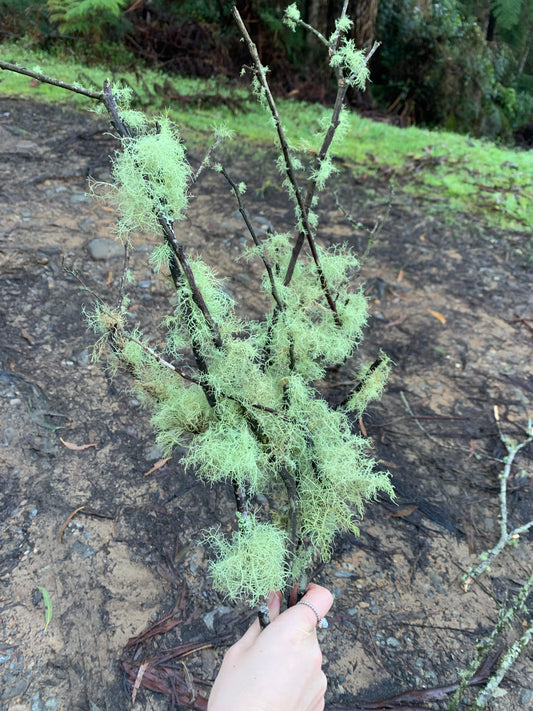 usnea double extract tincture