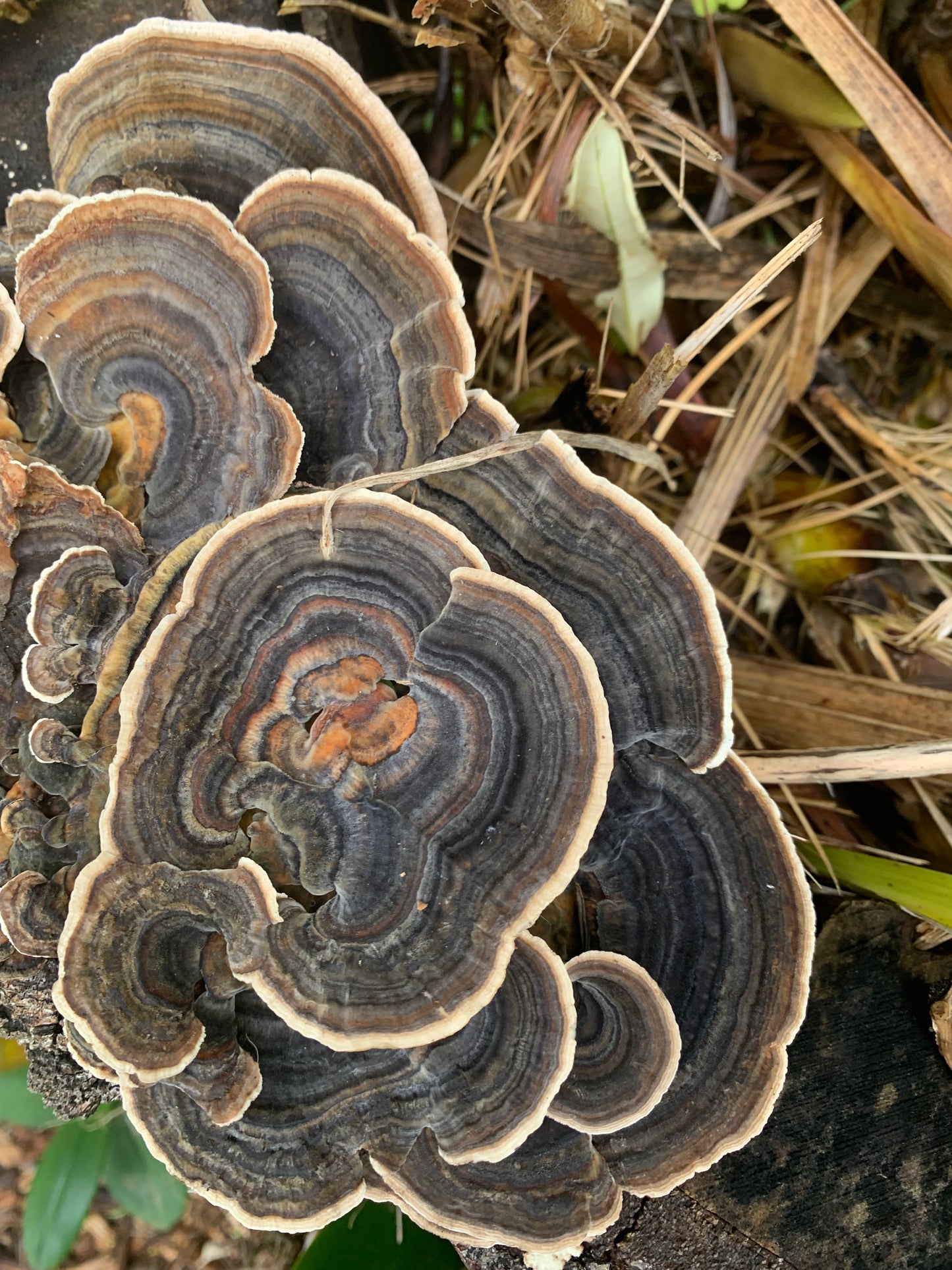 turkey tail double extract