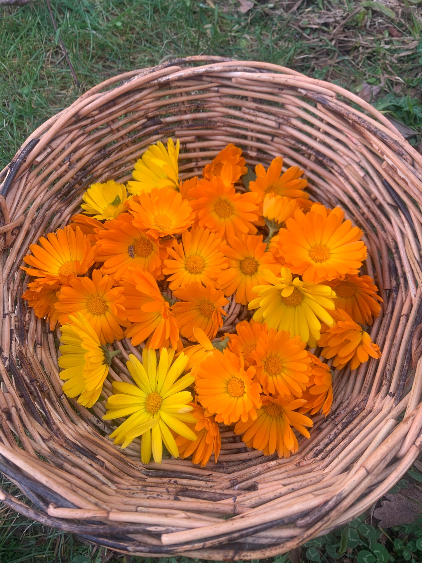 calendula infused oil