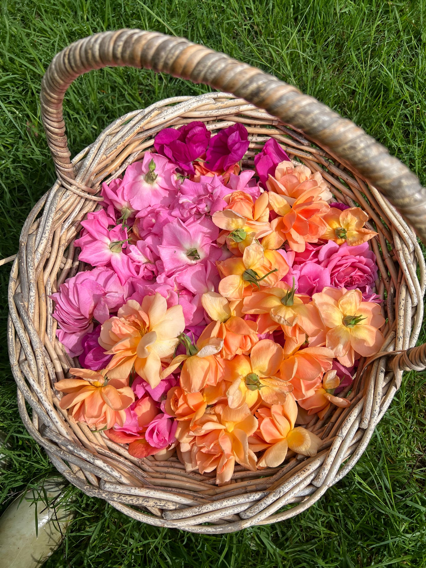 rose water