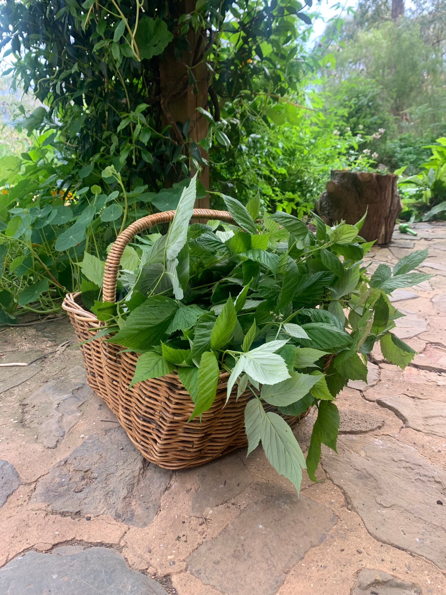 menstrual and postpartum care blend