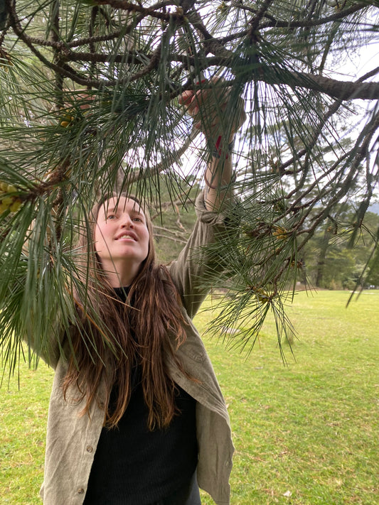 pine pollen tincture