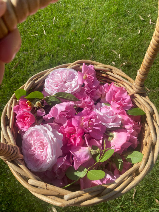 heart opening rose elixir