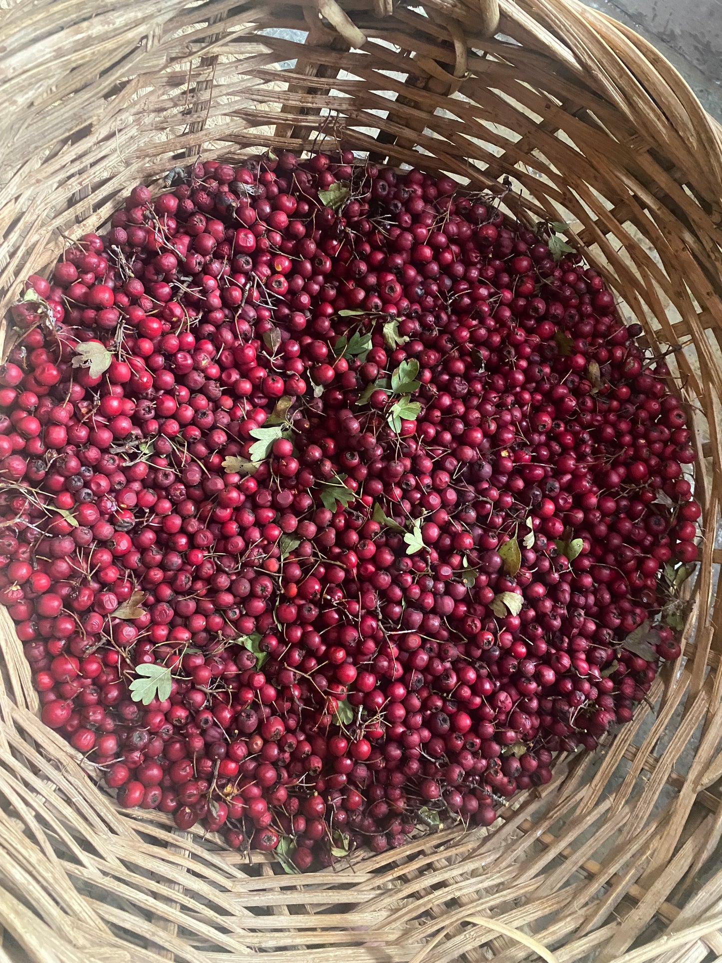 hawthorn berry elixir