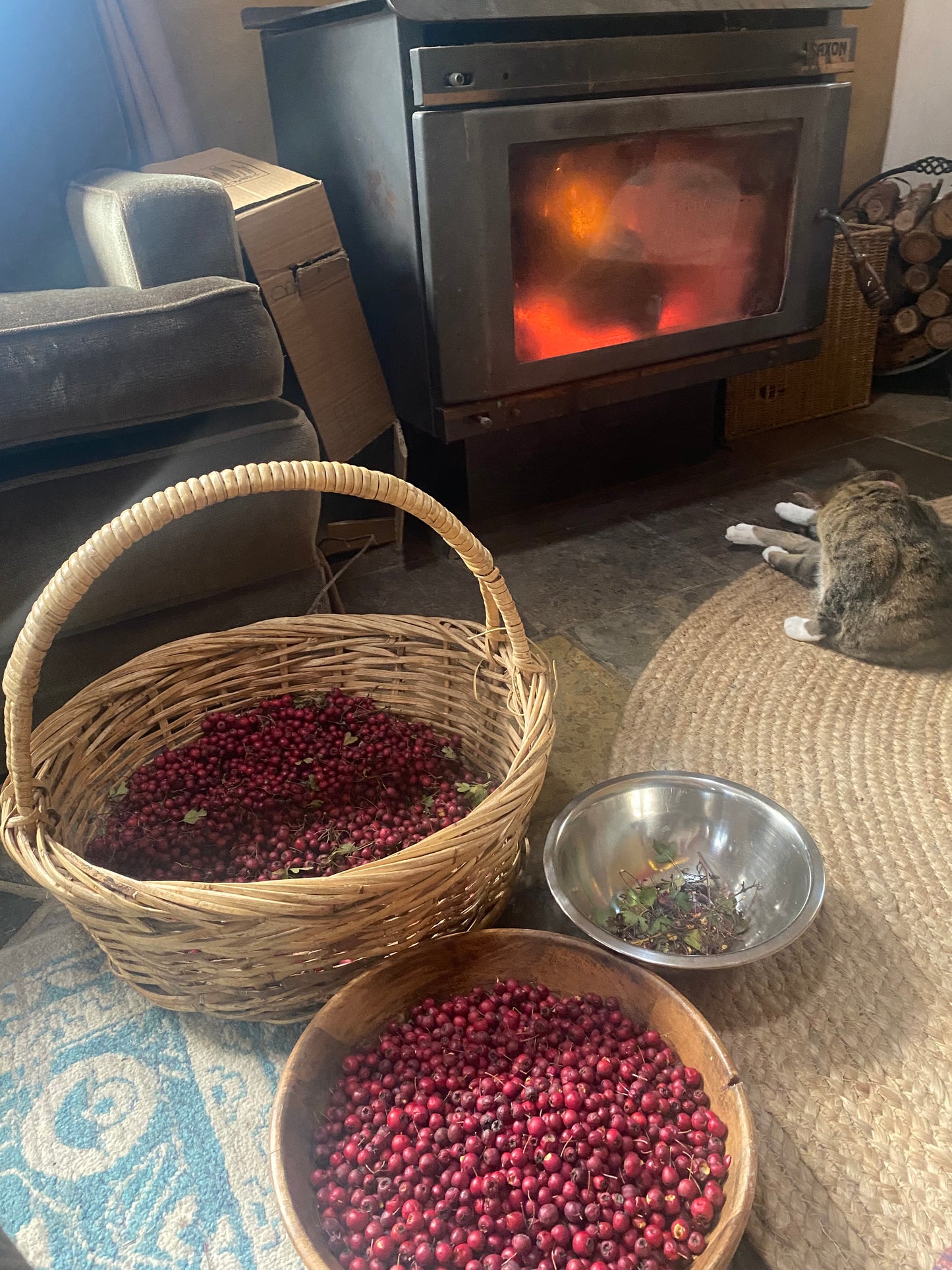 hawthorn berry elixir