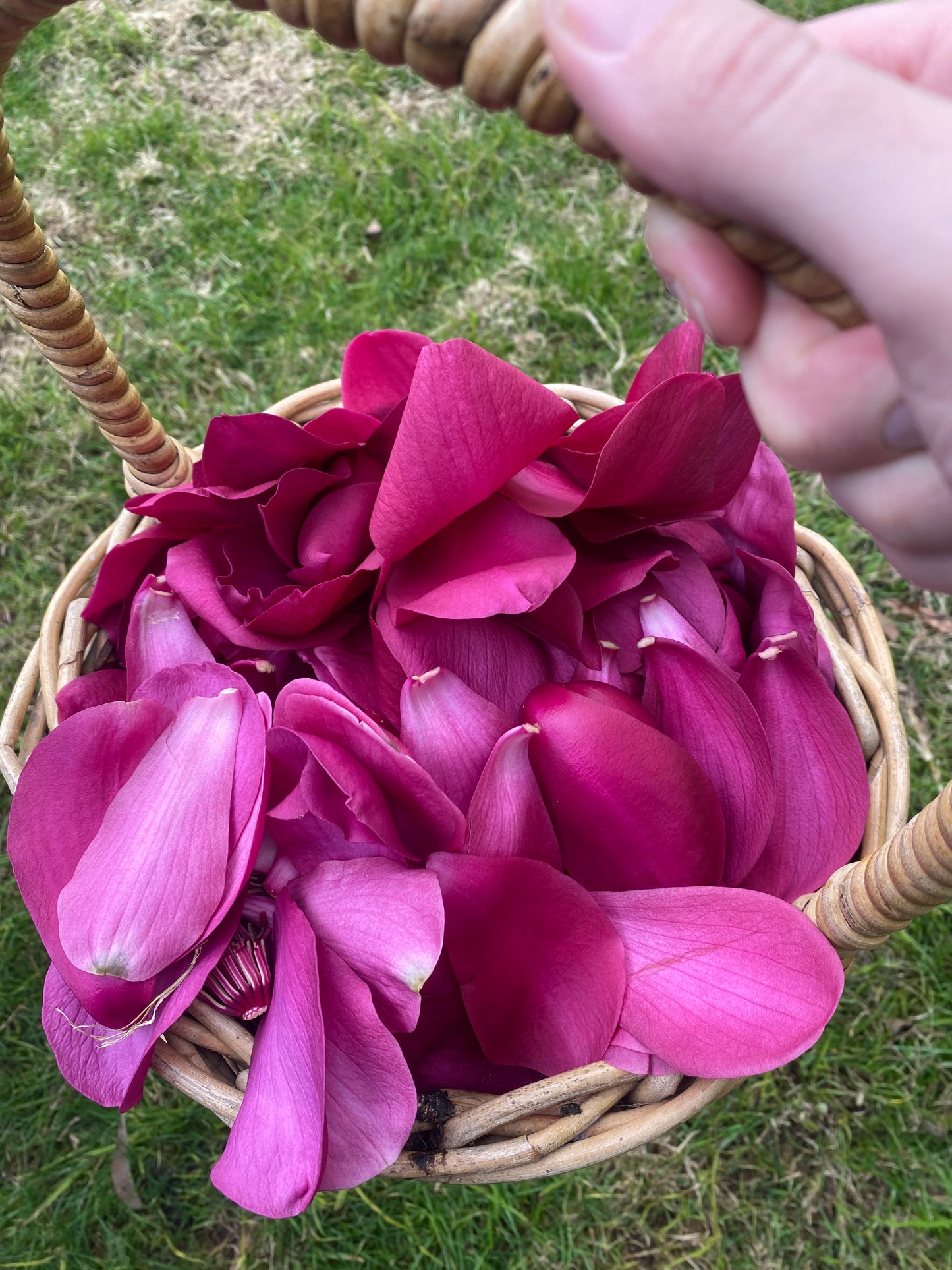 magnolia bloom elixir