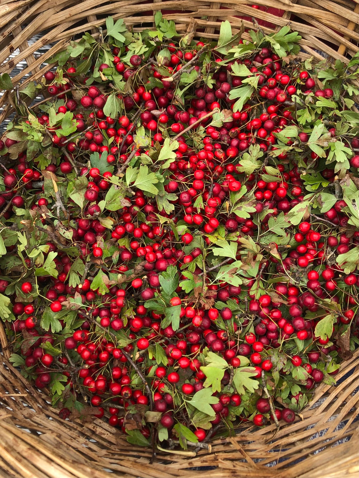 Autumn Medicine Making Circle - 3rd May 2025