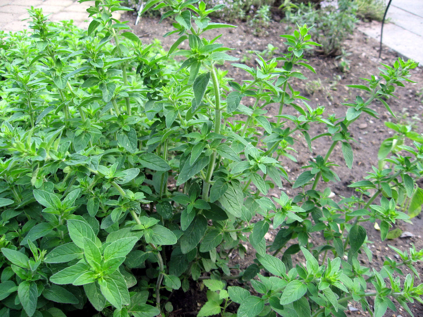 oregano tincture