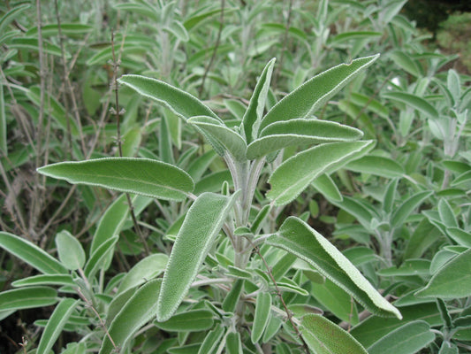 sage tincture