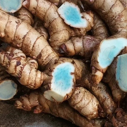 curcuma caesia tincture