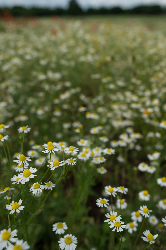 calm kids glycerite blend