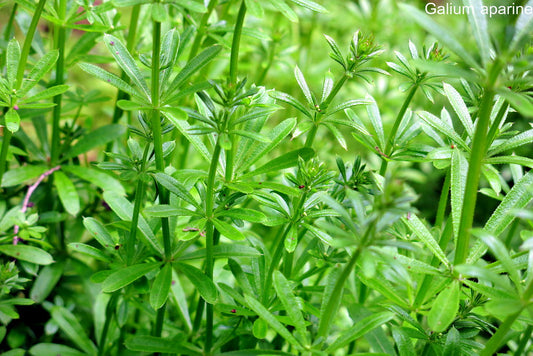cleavers tincture