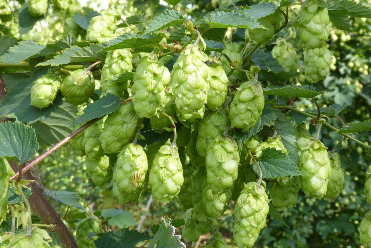 menstrual and postpartum care blend