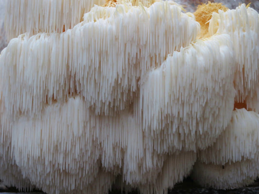 lionsmane double extracted tincture