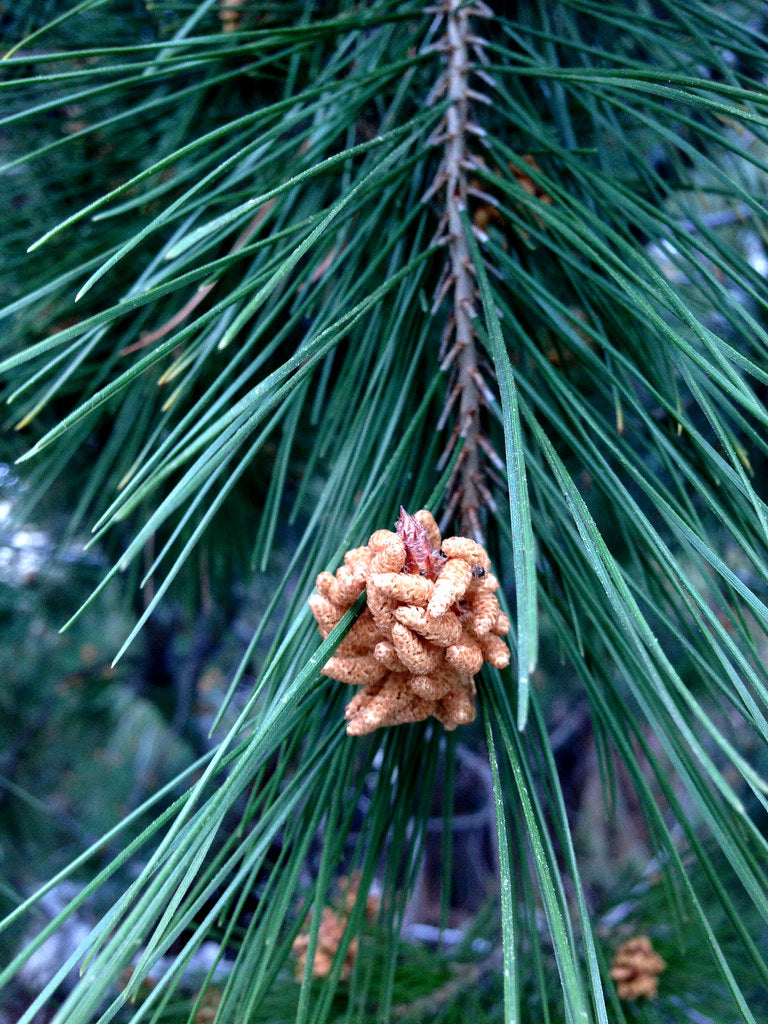 pine pollen tincture